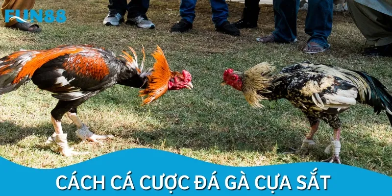 Cách tham gia cá cược đá gà trên nền tảng đơn giản, dễ dàng