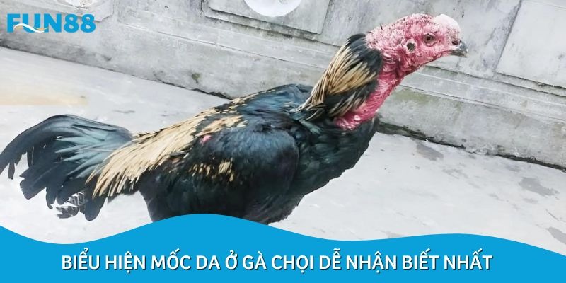 Da gà chọi bị mốc thường xuất hiện các mảng trắng sần sùi