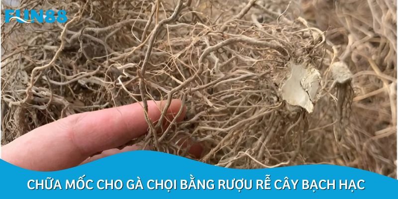 Chữa mốc cho gà chọi bằng rượu rễ cây bạch hạc được nhiều sư kê lựa chọn