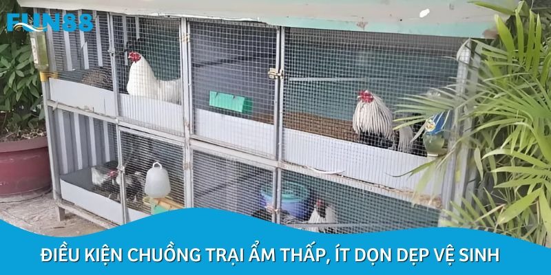 Chuồng trại ẩm thấp là nguyên nhân gây nên tình trạng mốc da ở gà chọi