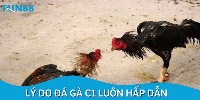 Điểm mạnh nổi bật của chuyên mục đá gà C1