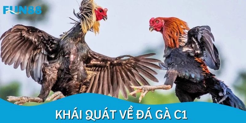 Tổng quan về hình thức đấu chiến kê C1