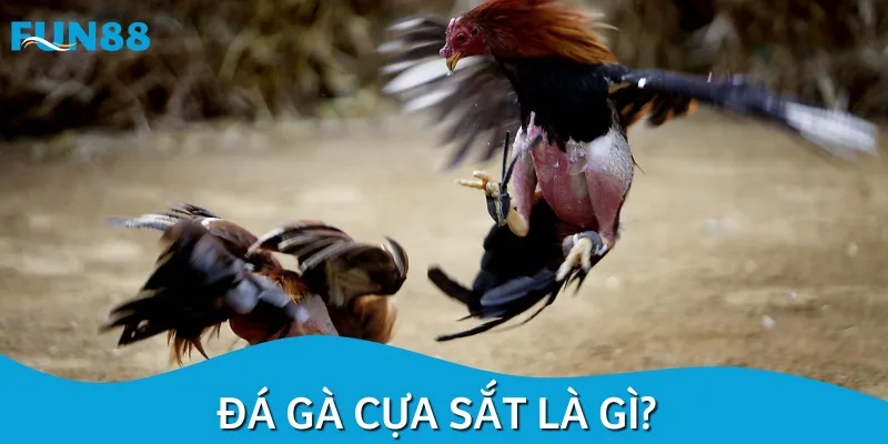 Đá gà cựa sắt là hình thức thi đấu giữa những chiến kê hàng đầu