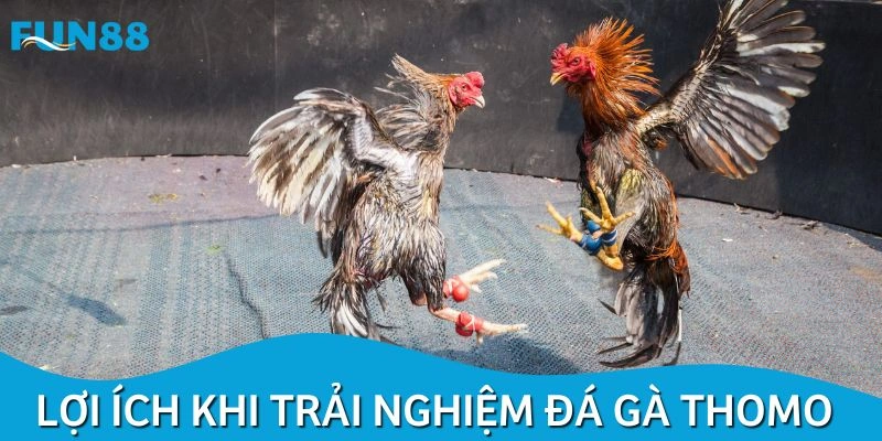 Điểm mạnh đáng kể của hình thức đá gà Thomo