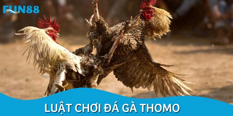 Luật chinh phục hình thức đấu chiến kê Thomo
