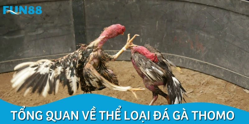 Khái quát về chuyên mục đấu chiến kê Thomo