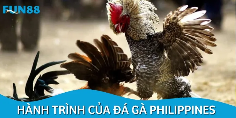 Đá gà Philippines là hình thức giải trí ấn tượng, đảm bảo tính minh bạch