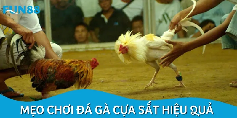 Cần nắm một số mẹo hay để chiến thắng đá gà