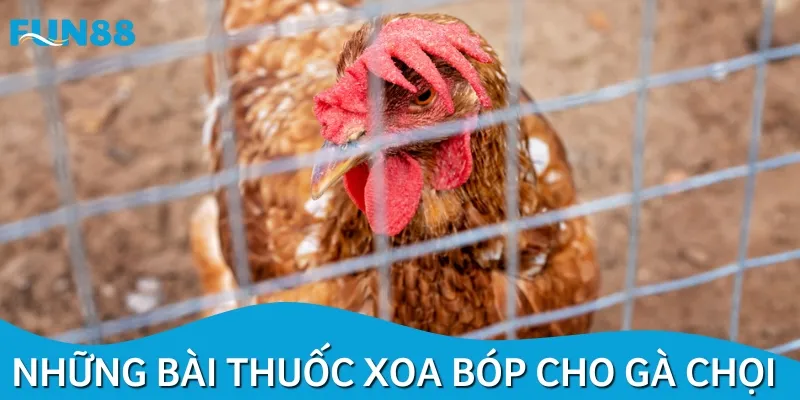 Có nhiều bài thuốc xoa bóp cho gà chiến anh em nên áp dụng