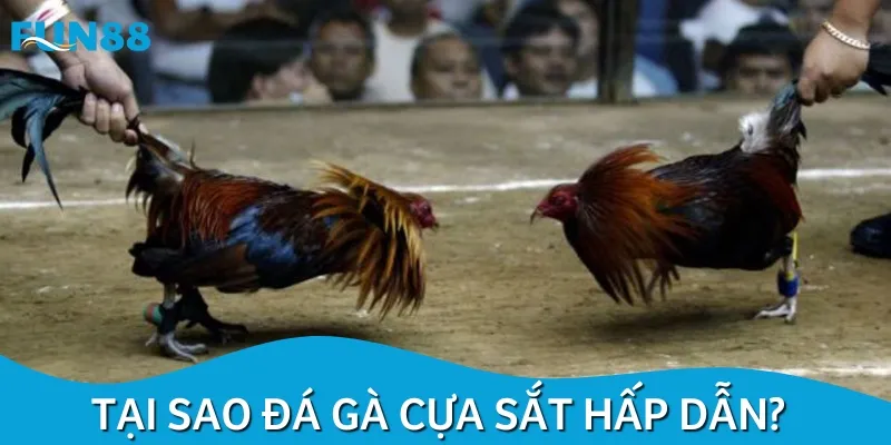 Chọi gà cựa sắt là hình thức giải trí ấn tượng dành cho mọi người