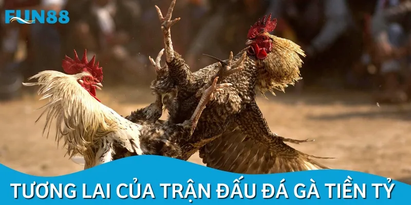 Các trận đá gà tiền tỷ trong tương lai sẽ được tổ chức nhiều hơn