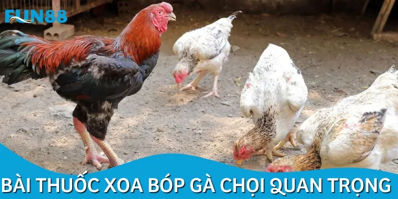 Bài thuốc xoa bóp cho chiến kê giúp hồi phục thể trạng nhanh